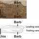 An asymmetrical tail feather from the fossil. (Credit: Xu, Currie, Pittman et al. 2017)